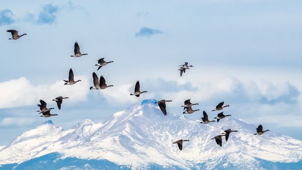 Flock of Geese in Flight thumbnail