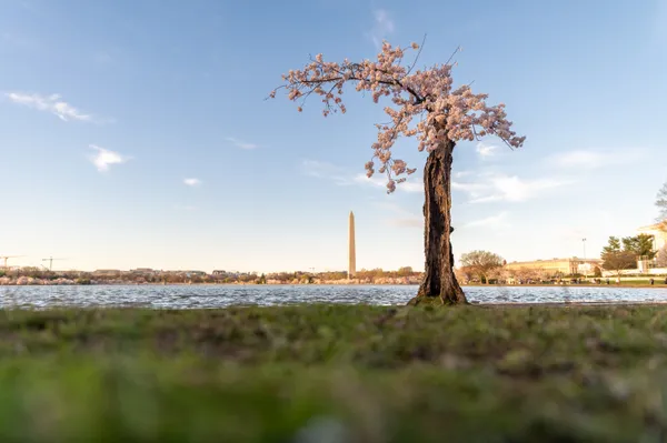 Monument in Bloom thumbnail