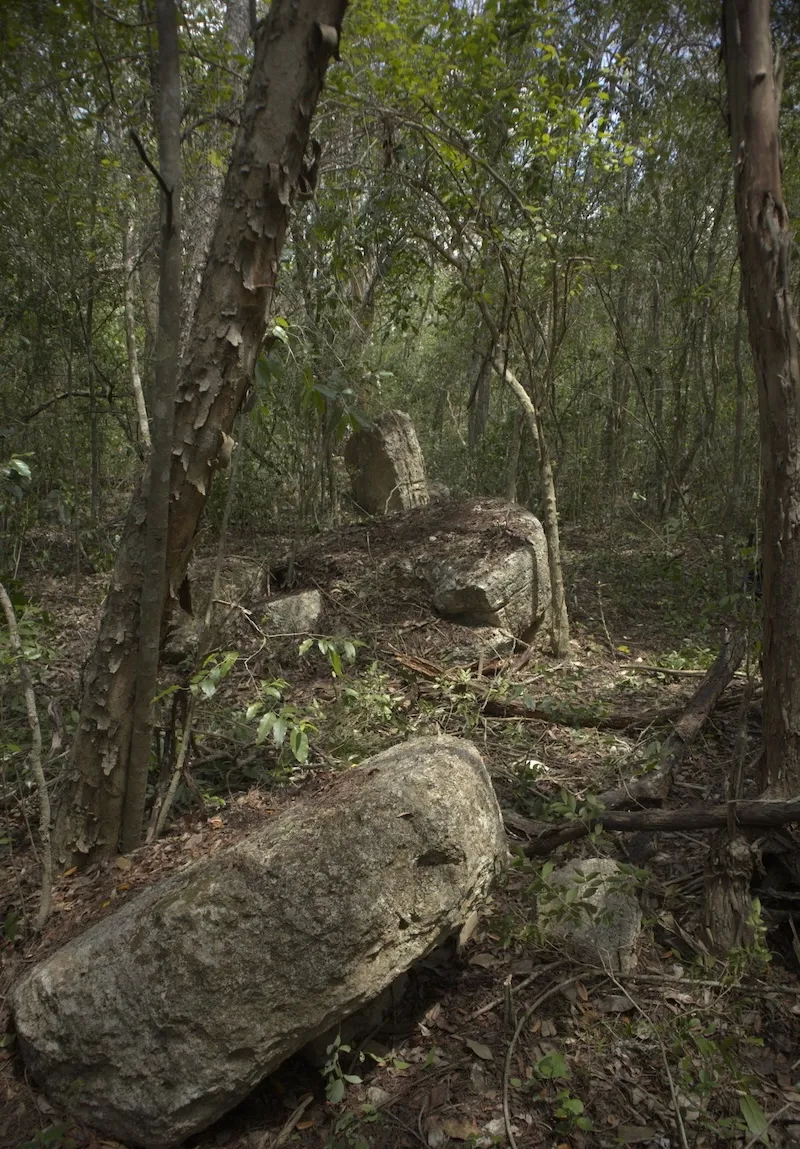 jungle