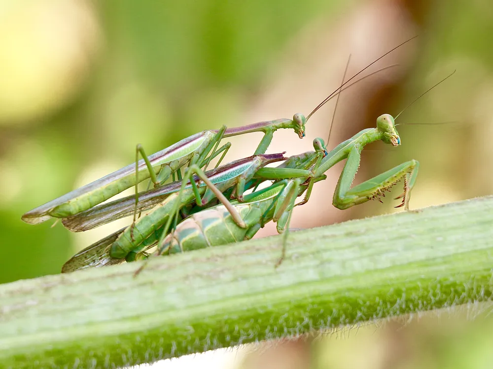 Богомол откусывает голову богомолу. Sanctuary praying Mantis. Verde Mantis цвет. Operation praying Mantis.