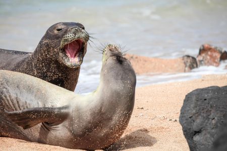 Researchers fear that these normal monk seal encounters could soon grow deadly.