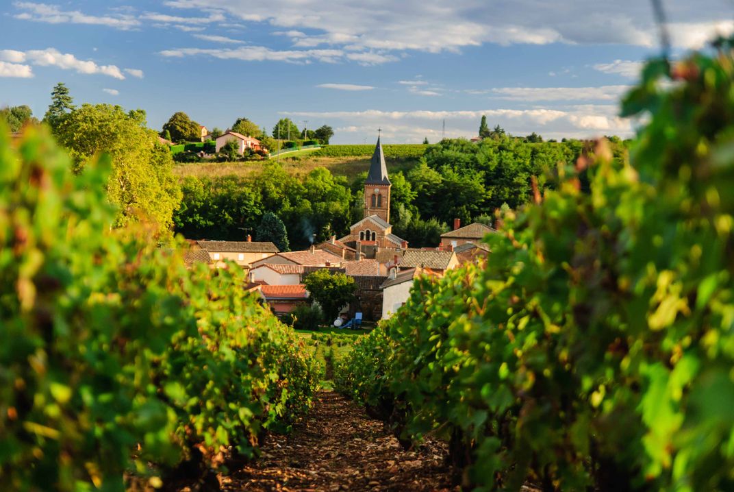 Vineyard in Beaujolais. Credit: AMA Waterways