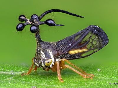 Bocydium globulare, a treehopper with an unusual, helicopter-like helmet.