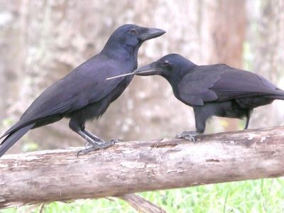 A young New Caledonian crow (right) wielding a stick that skilled adults use as tools to probe for food. The adult (left) tolerates the youngsters antics.