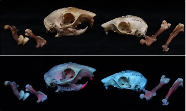 Light brown Fox squirrel bones on a black backdrop shown above the same bones on a black backdrop after having turned blue from exposure to UV light. 