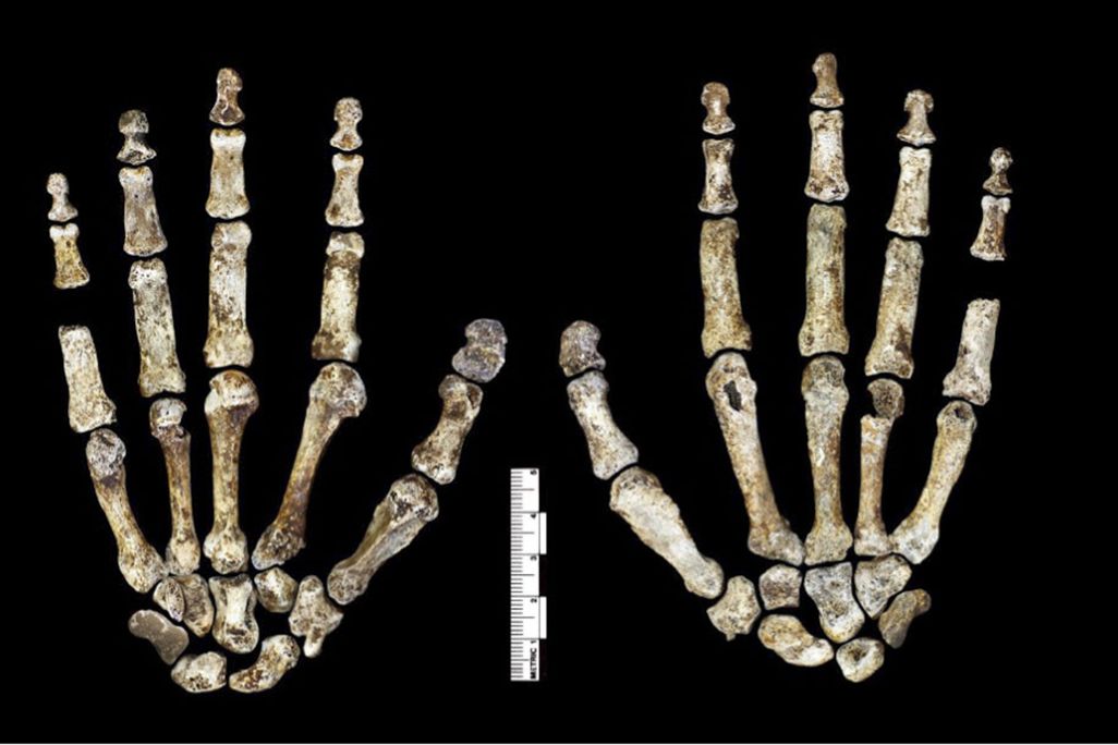 homo naledi