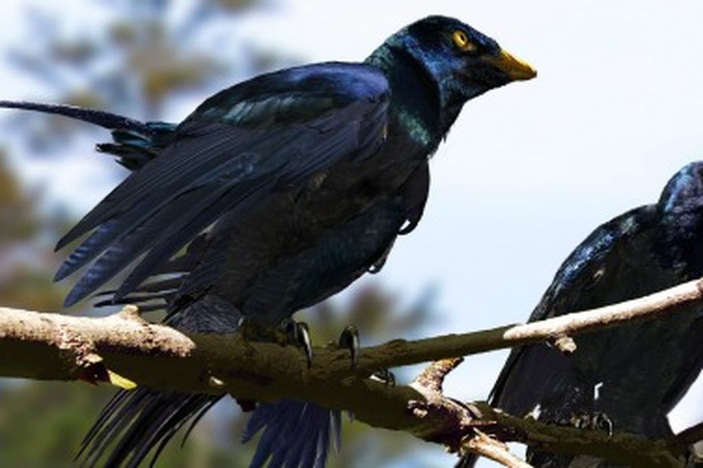 Microraptor, covered in iridescent plumage