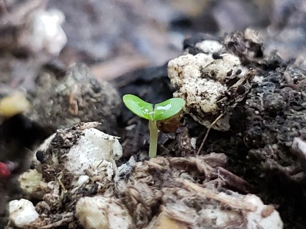 A strawberry seedling finds a way thumbnail