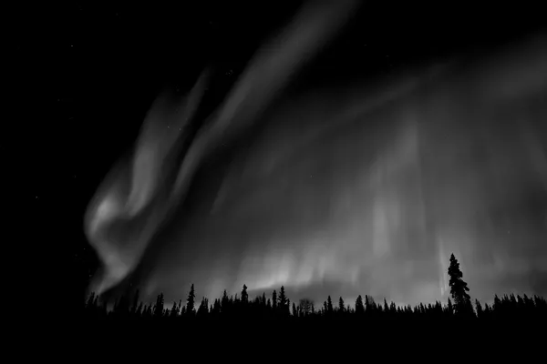 Aurora borealis over the Alaska taiga thumbnail