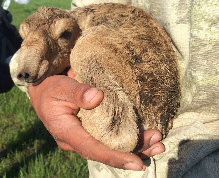 Saiga