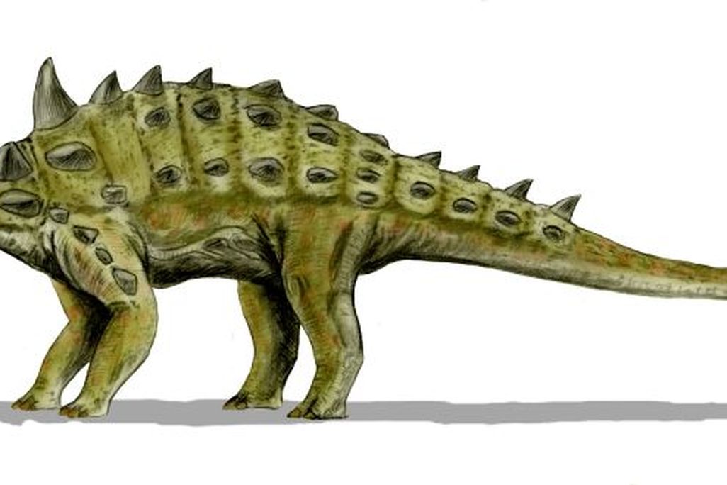 20110520083243Euoplocephalus_BW.jpg