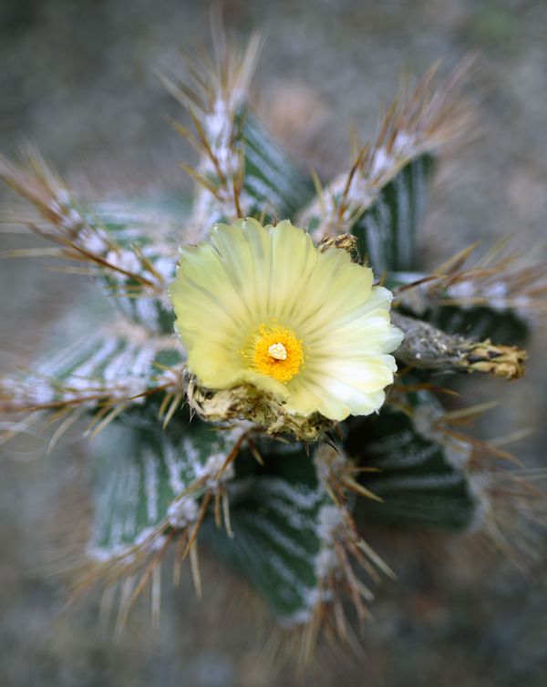Blooming Cactus thumbnail