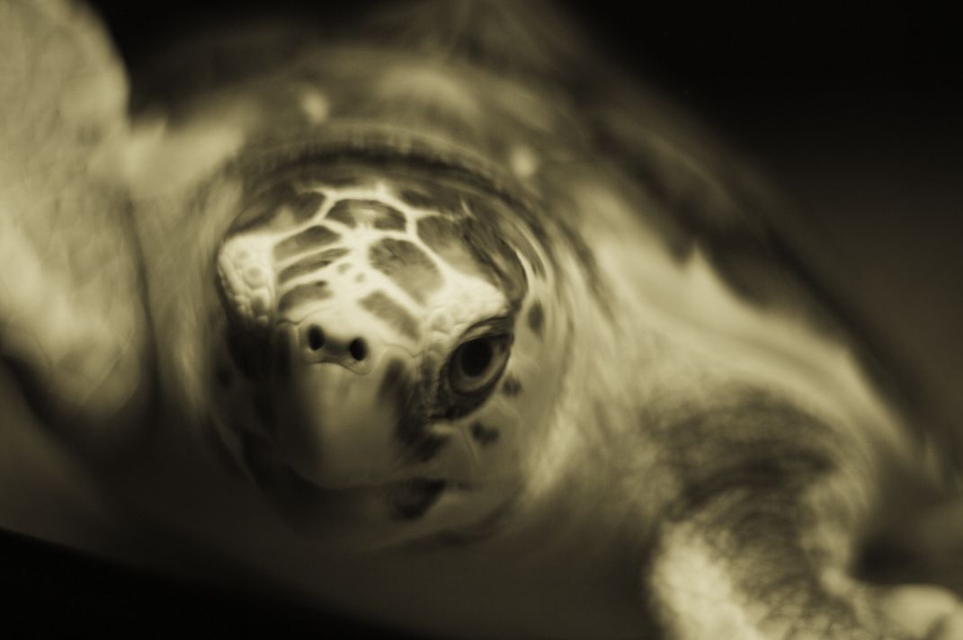 This Hawksbill Sea Turtle resides at a marine center in Georgia. He was ...