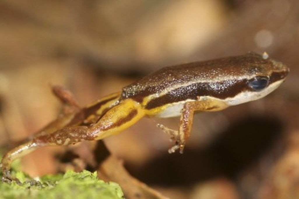 20120229102003frog.jpg