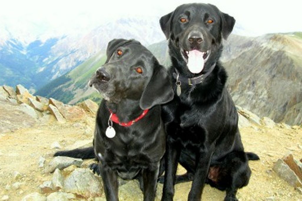 These dogs have hiked