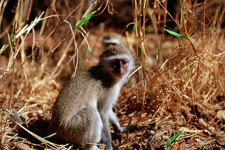 Vervet monkeys among fallen dead leaves and grass