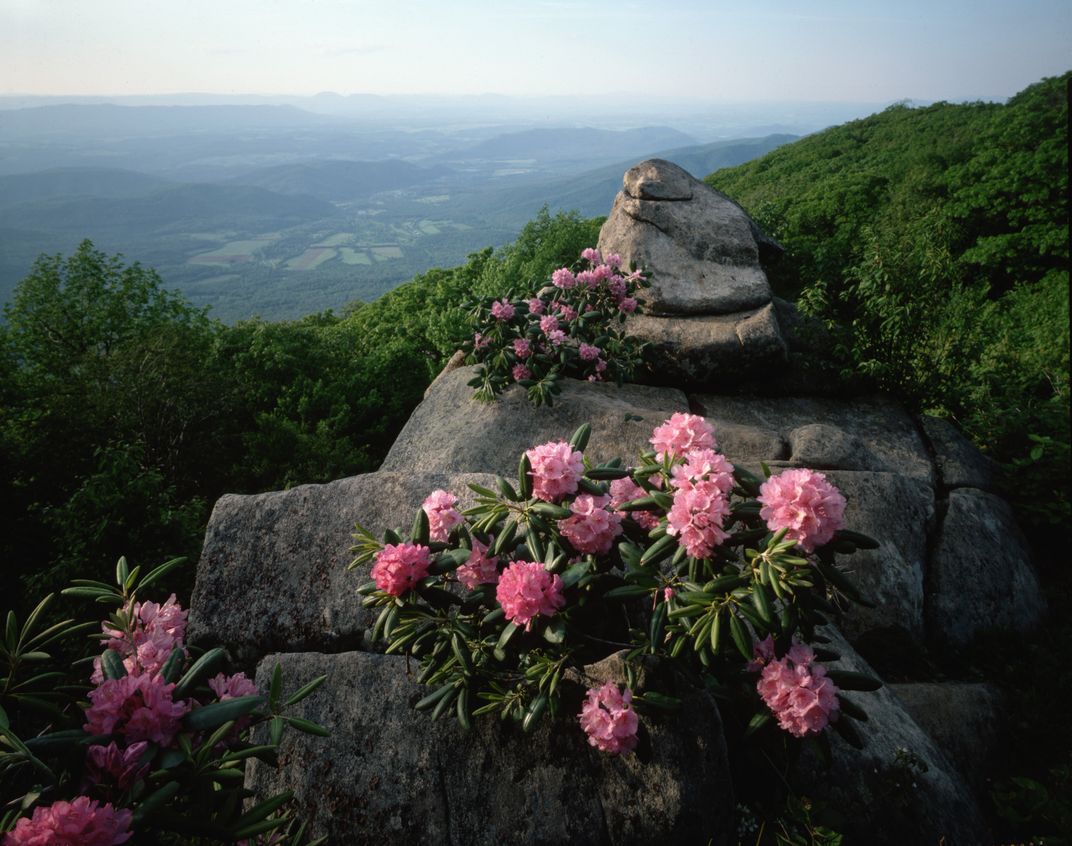 Pink rhododendrons bloom in Doughton Park in a misty mountain valley along the Blue Ridge Parkway, VA. (David Muench/Corbis)