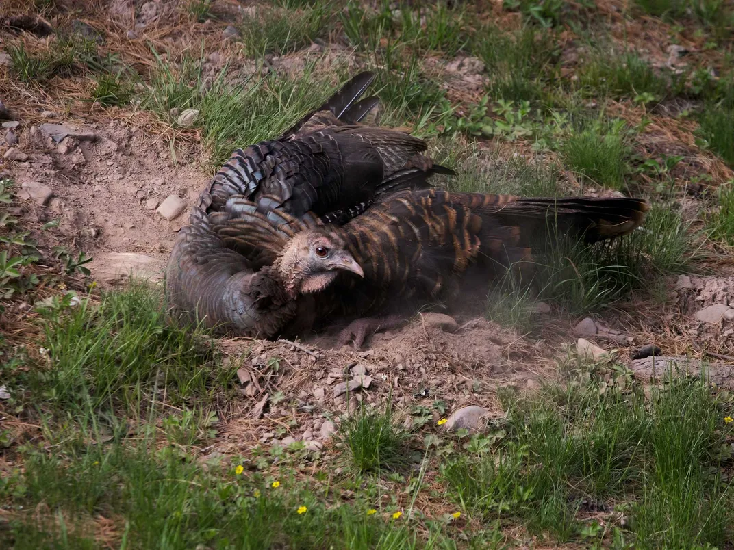 Wild Turkey Loosens Dirt