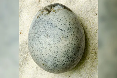 While the egg was found during excavations in 2010, researchers learned only recently that it still contains liquid.