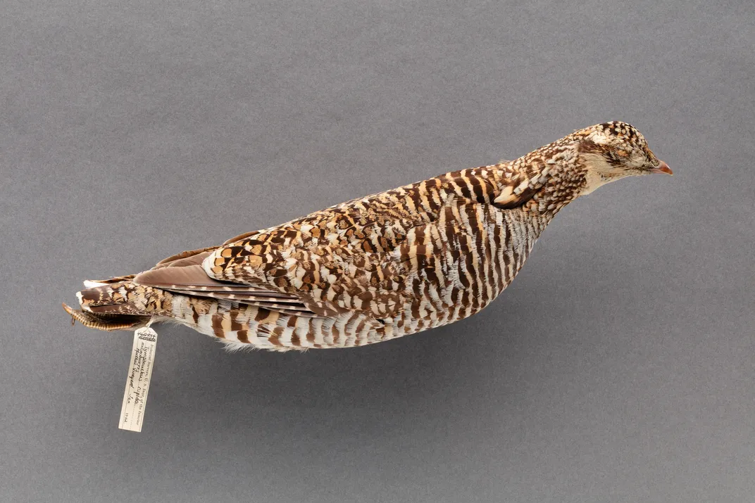 The skin of a female heath hen