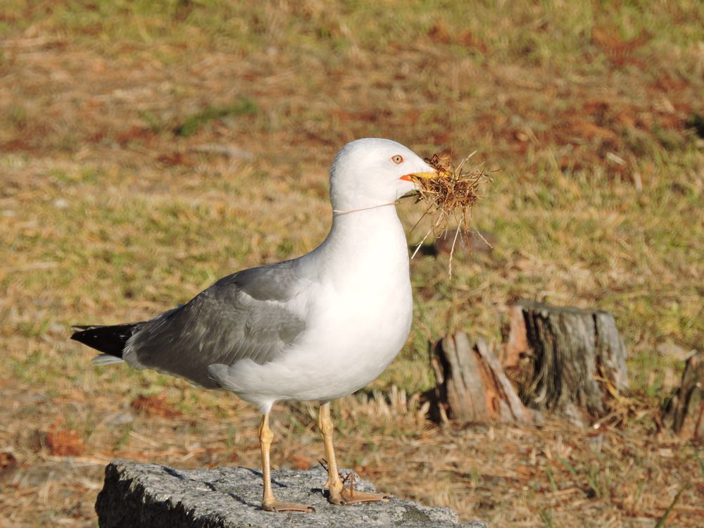 A nesting seagull | Smithsonian Photo Contest | Smithsonian Magazine