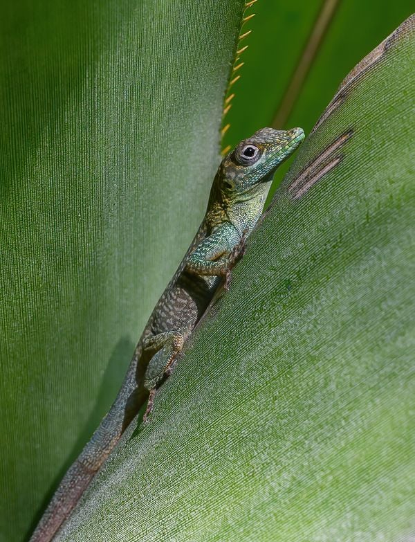 A gecko rests between leaves in Grand Cayman. thumbnail