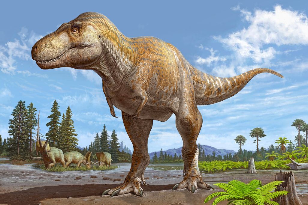 An artist's rendering of a Tyrannosaurus standing in dirt, with trees and other dinosaurs in the background