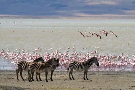 Lake Magadi, a carbonate-rich lake in Kenya, has a bed made of volcanic rock and salty water rich in microbes.