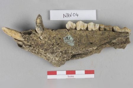 One of the pig jaws analyzed for the study