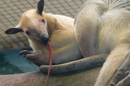 tamandua with its long tongue sticking out