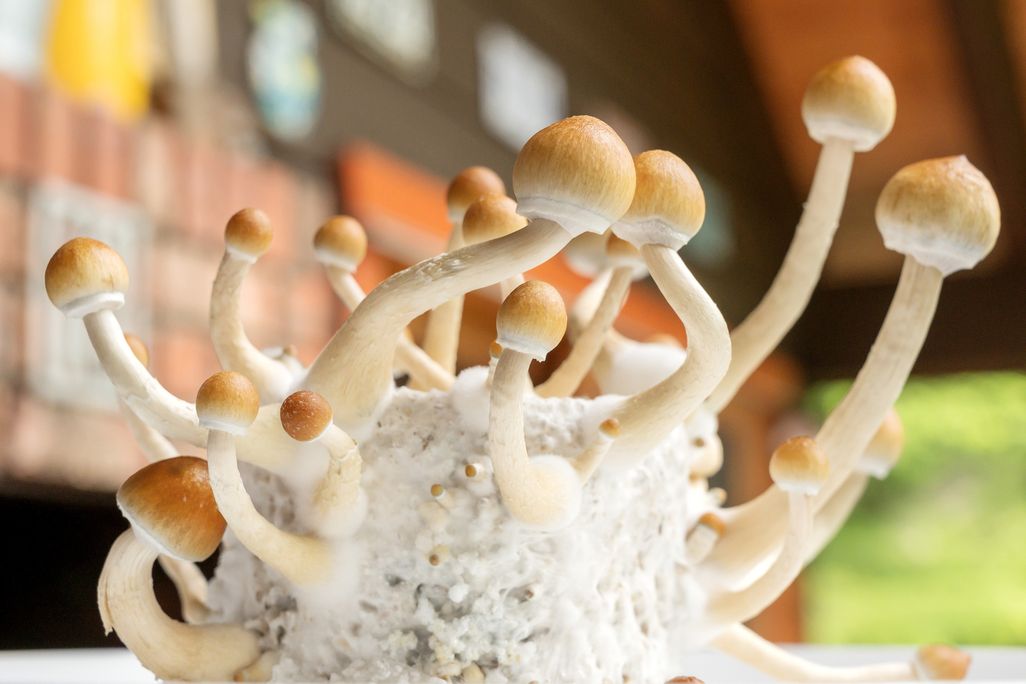 Mushrooms with light brown caps growing