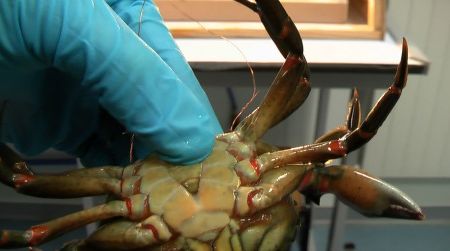 As part of a new study, shore crabs that were given a mild electrical shock responded in a way indicating they felt pain.