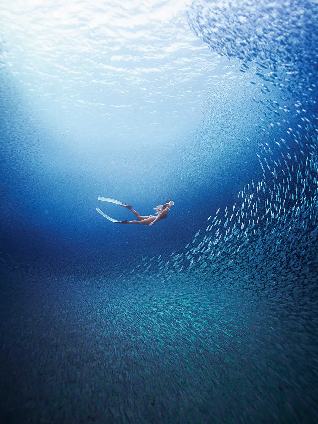 a diver swims in clear waters as a school of fish bends around her to the right, bottom and above