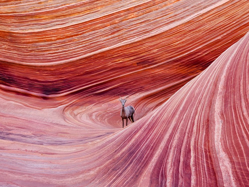 A bighorn sheep surprises a solo hiker in The Wave, Arizona, during golden hour.