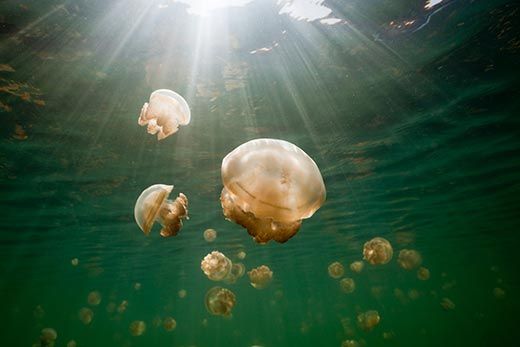 Mastigias Jellyfish