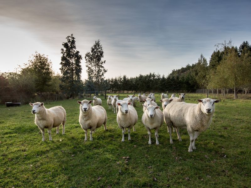 New Zealand Sheep Smithsonian Photo Contest Smithsonian Magazine