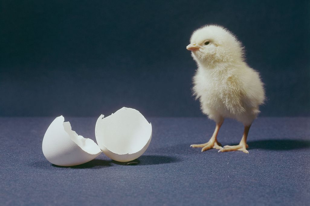 Hatched chick