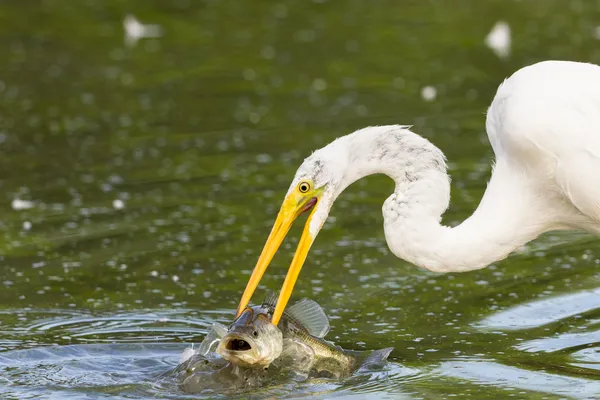 The Catch of the Day thumbnail