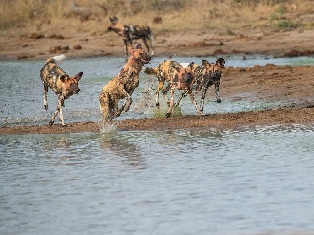 Wild Dogs in Water