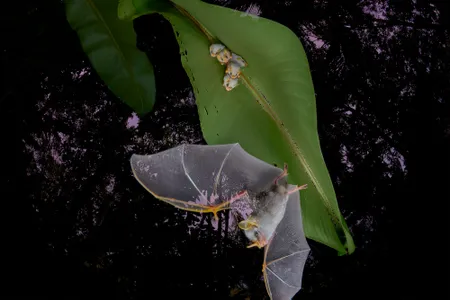 A Honduran white bat (Ectophylla alba) flies from its roost.