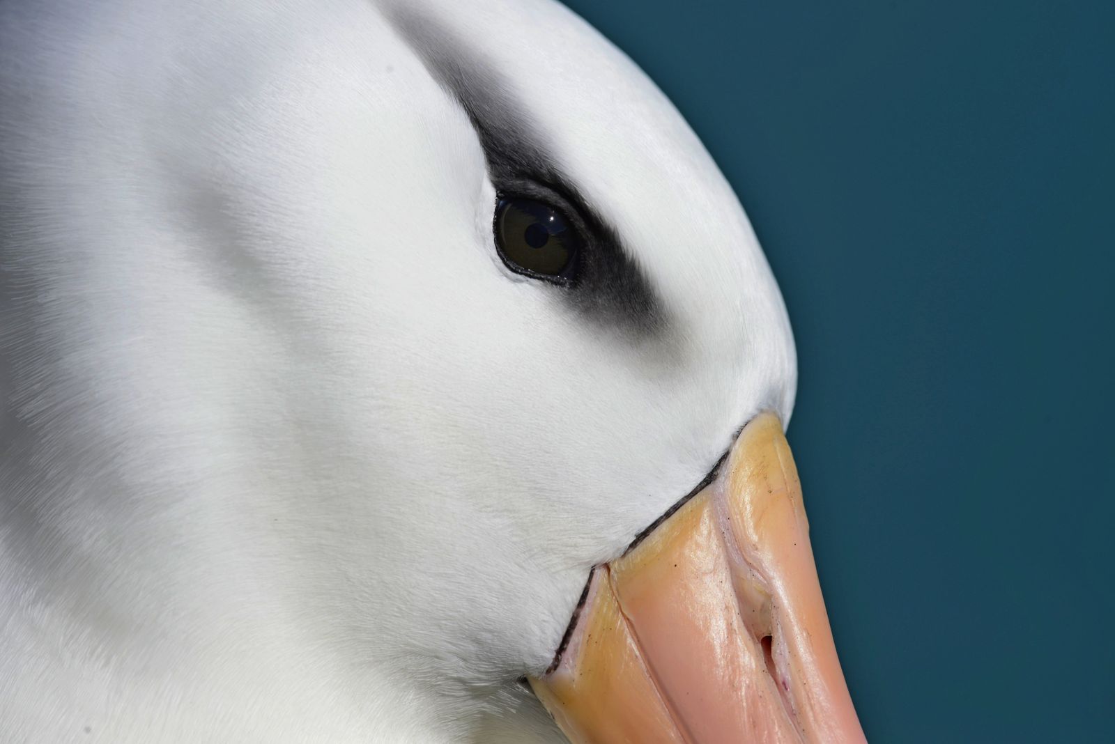 These 20 Breathtaking Bird Images From the Audubon Photography Awards Capture the Wonder of the Winged World