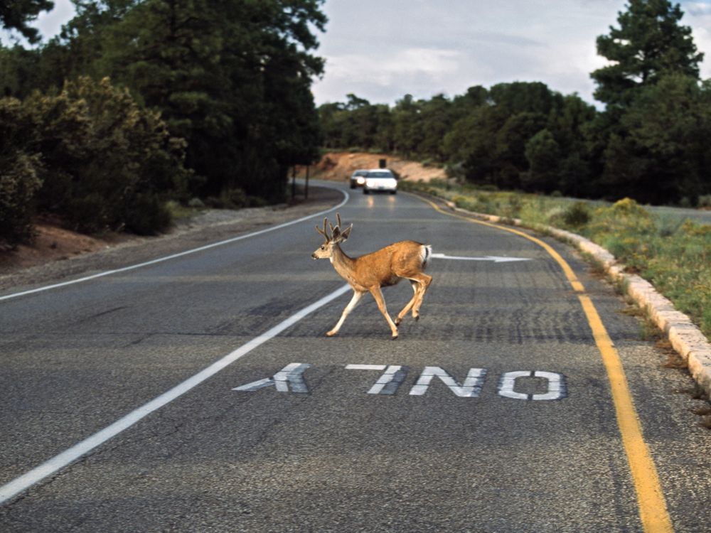 A mule deer runs into a road