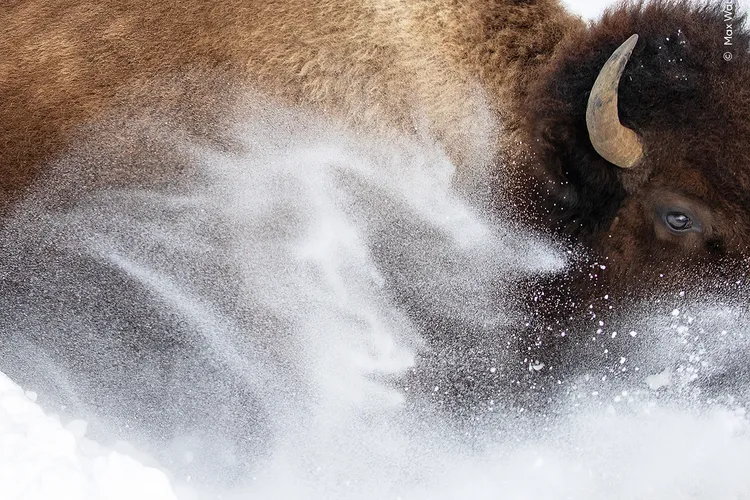 a close-up shot of the side of a bison's head and shoulders as it runs, with snow swirling around it