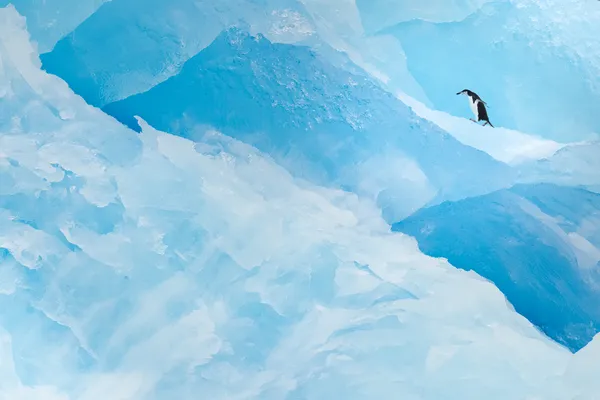 A solitary chinstrap penguin on ice thumbnail