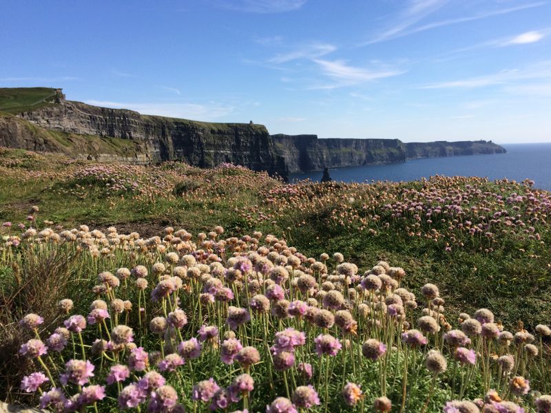 Flowers on a cliff Smithsonian Photo Contest Smithsonian Magazine
