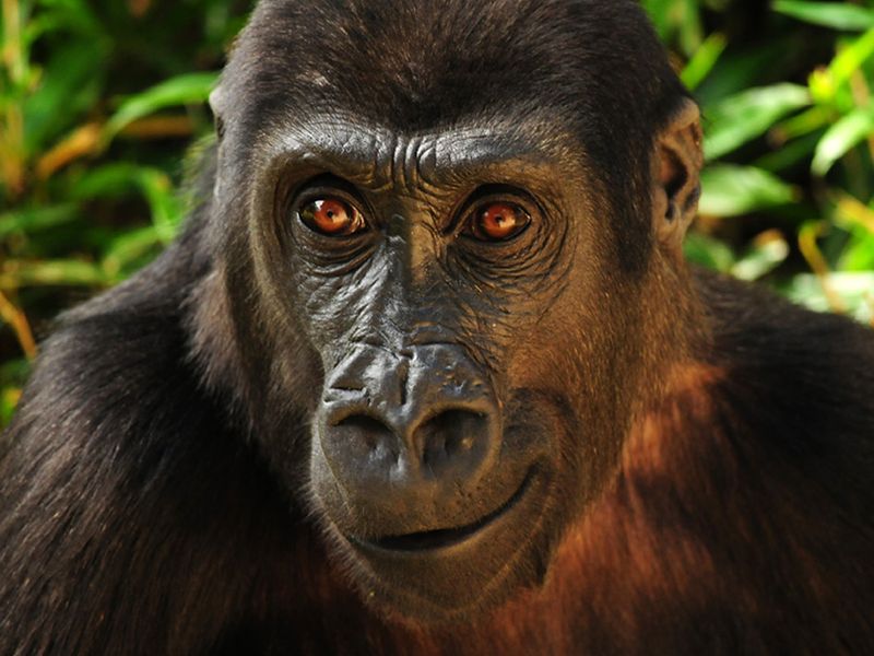are silverback gorillas male or female