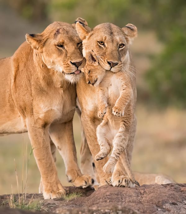 Wild Lion moms nuzzling and carrying cub thumbnail