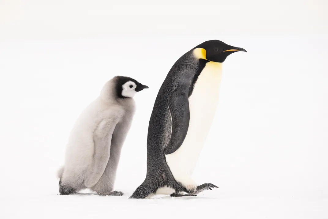 3 - When the newly discovered Ragnhild emperor penguin colony was first visited by humans in 2012, the inhabitants of the glacial landscape numbered 9,000.