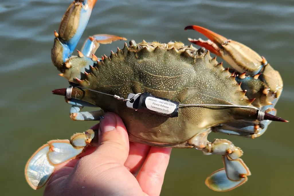 a hand holds a blue crab with a tracker above the water