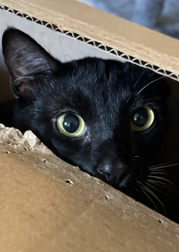 Peak A Boo thumbnail